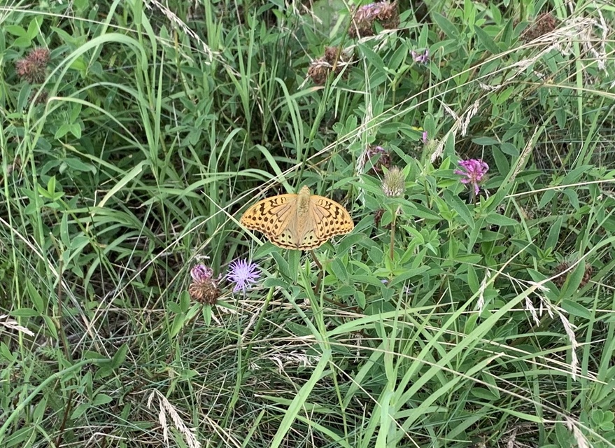 Argynnis pandora - zöldes gyöngyházlepke