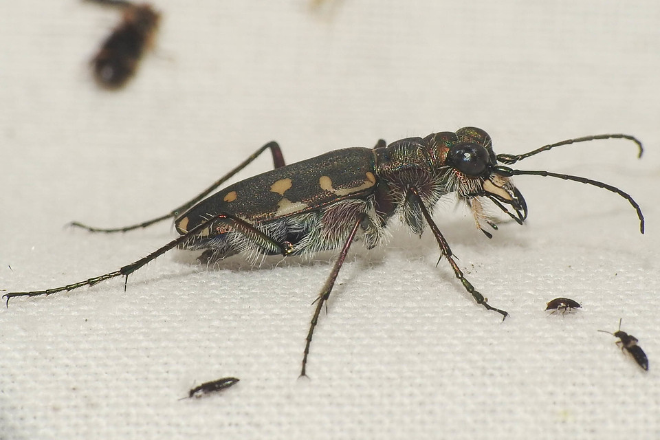 Calomera littoralis nemoralis - sziki homokfutrinka