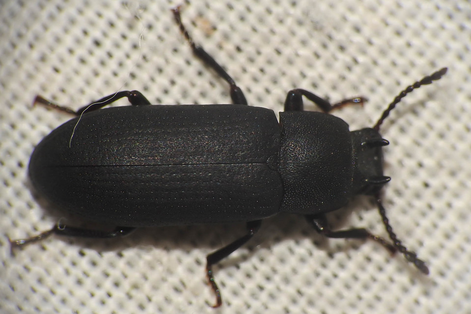 Cryphaeus cornutus - szarvas gyászbogár