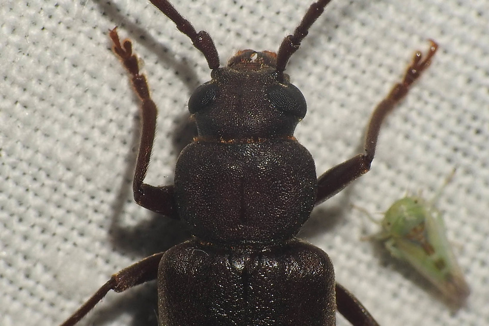 Arhopalus rusticus - gödrösnyakú cincér