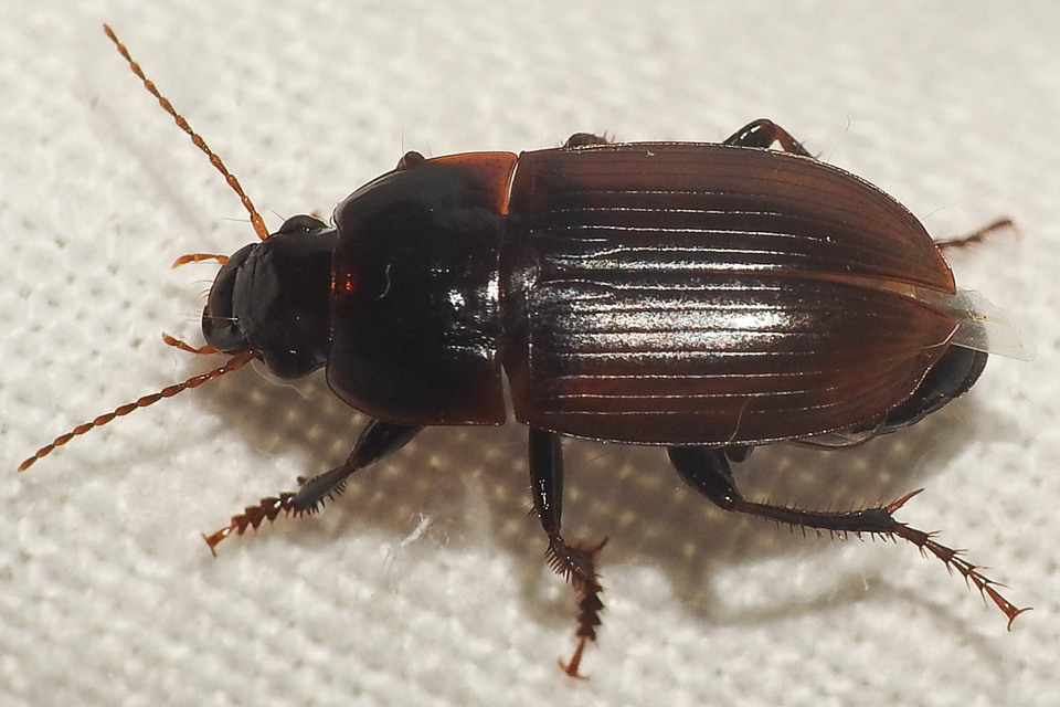 Harpalus servus - homoki lomhafutó