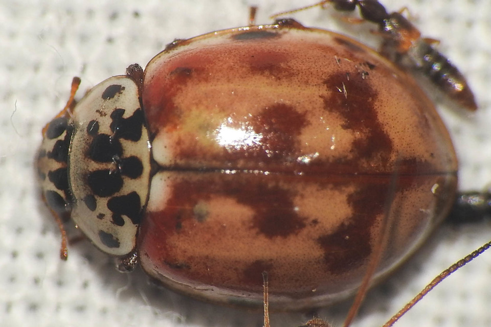 Harmonia quadripunctata - négypettyes katica