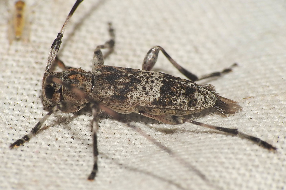 Acanthocinus griseus - szürke daliáscincér