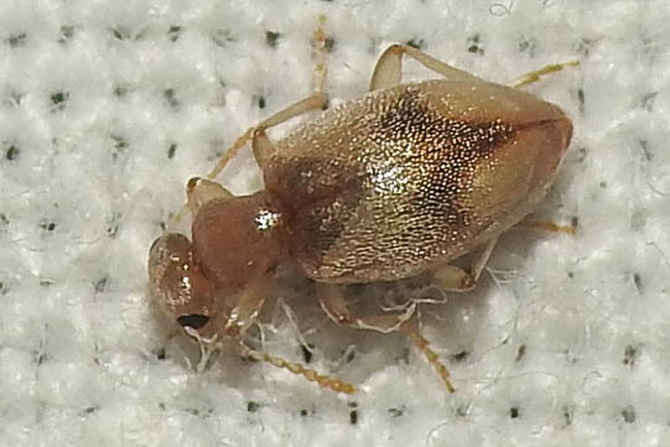 Anthicus bimaculatus - kétfoltos fürgebogár