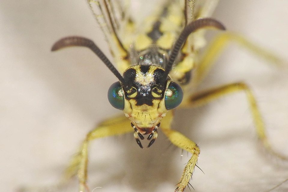Myrmecaelurus punctulatus - pontozott hangyaleső
