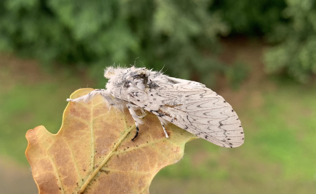 Cerura erminea - hermelin-púposszövő Cerura erminea - hermelin-púposszövő