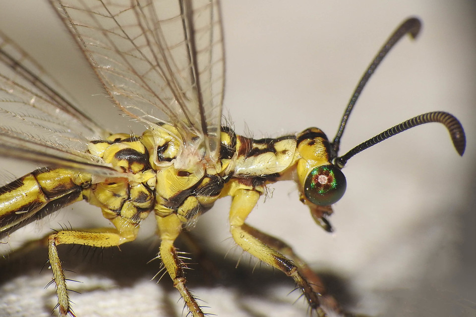 Myrmecaelurus trigrammus - hangyafarkas