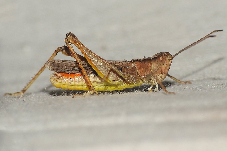 Myrmeleotettix antennatus - homoki bunkóscsápúsáska
