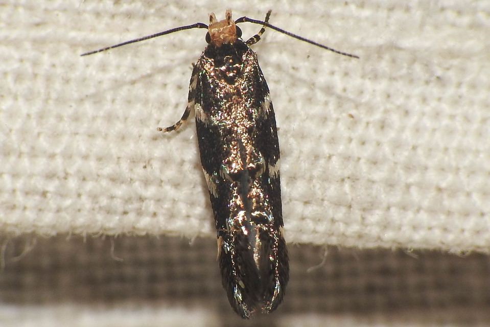 Eteobalea