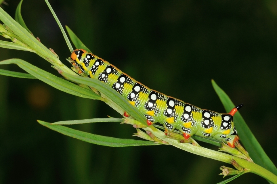 Hyles euphorbiae - kutyatejszender