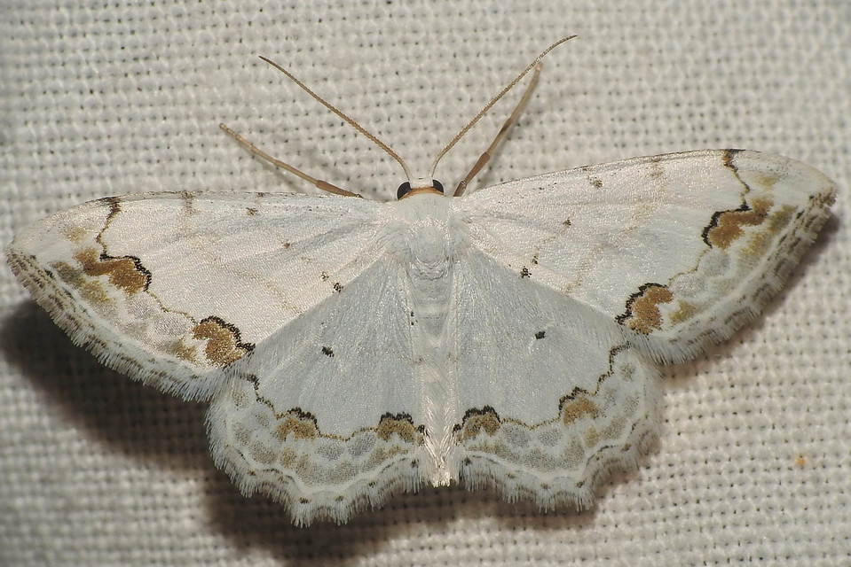 Scopula ornata - díszes fehéraraszoló
