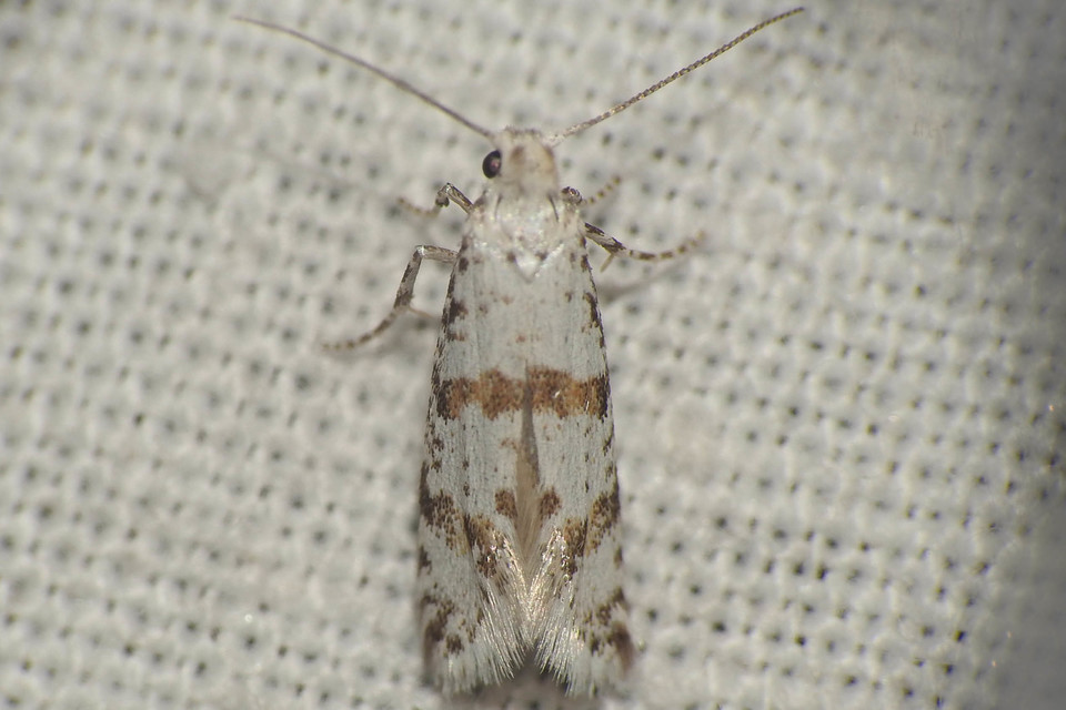 Scythropia crataegella - galagonya-pókhálósmoly