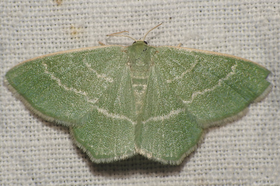 Chlorissa viridata - üdezöld araszoló