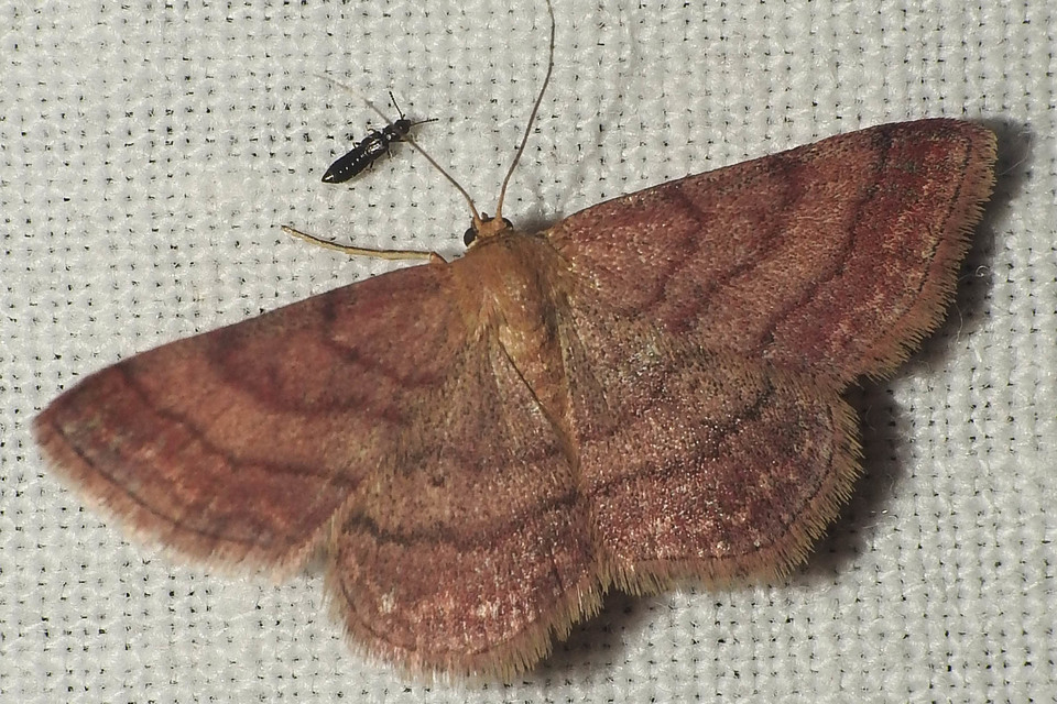 Scopula rubiginata - réti pirosaraszoló