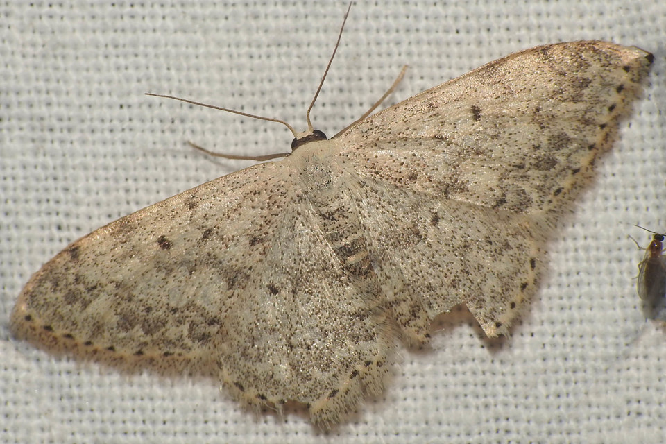 Scopula marginepunctata - pettyes sávosaraszoló
