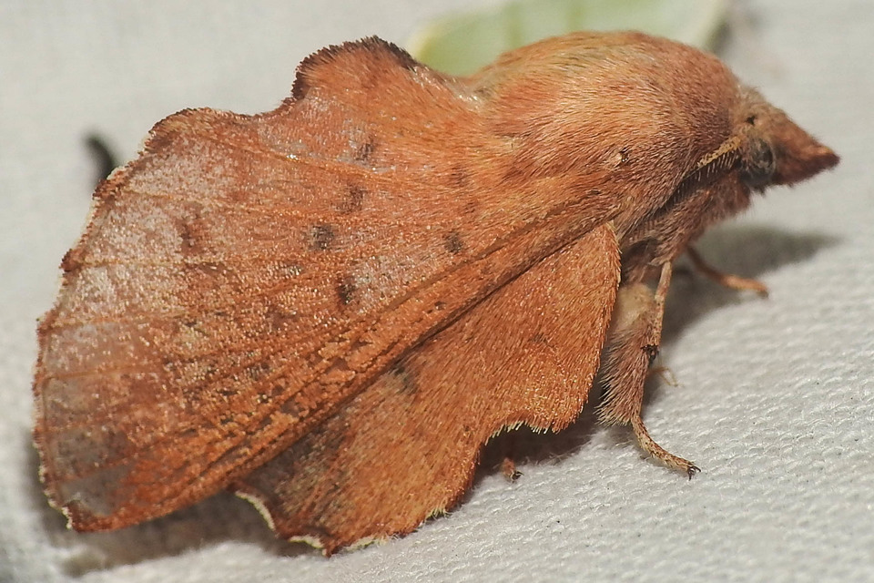 Phyllodesma tremulifolia - nyárlevélpohók