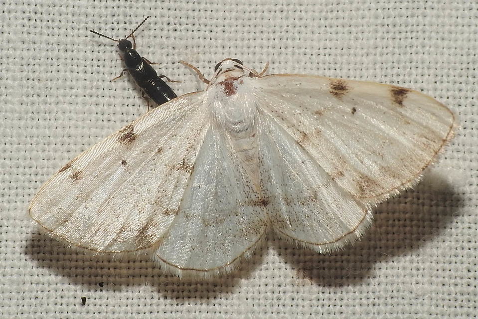Lomographa bimaculata - kétpontos fehéraraszoló