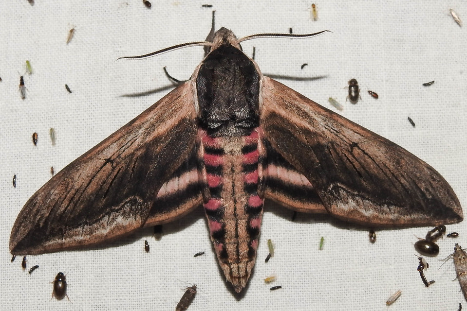 Sphinx ligustri - fagyalszender