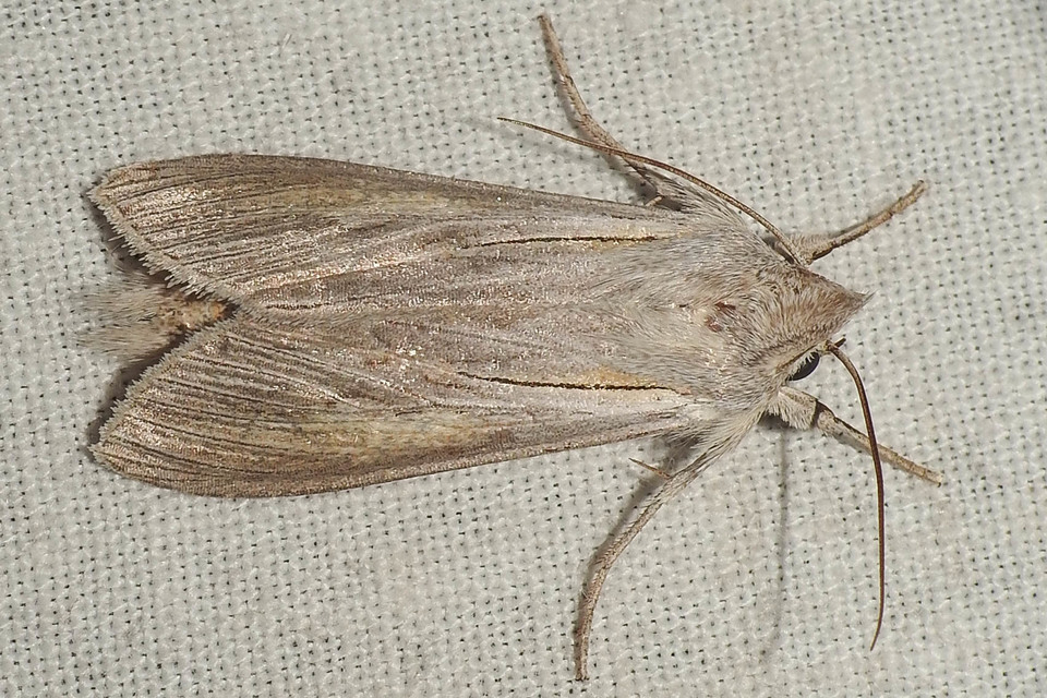 Cucullia balsamitae - homoki csuklyásbagoly