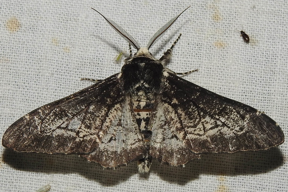 Biston betularia - szürkepettyes araszoló