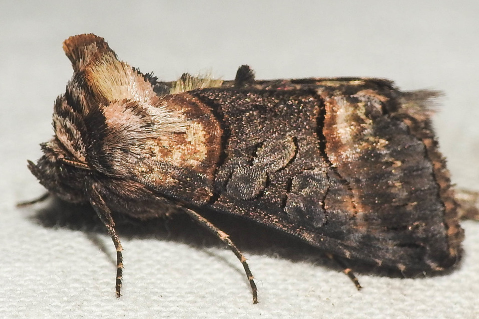 Abrostola asclepiadis - barnaövű csalánbagoly