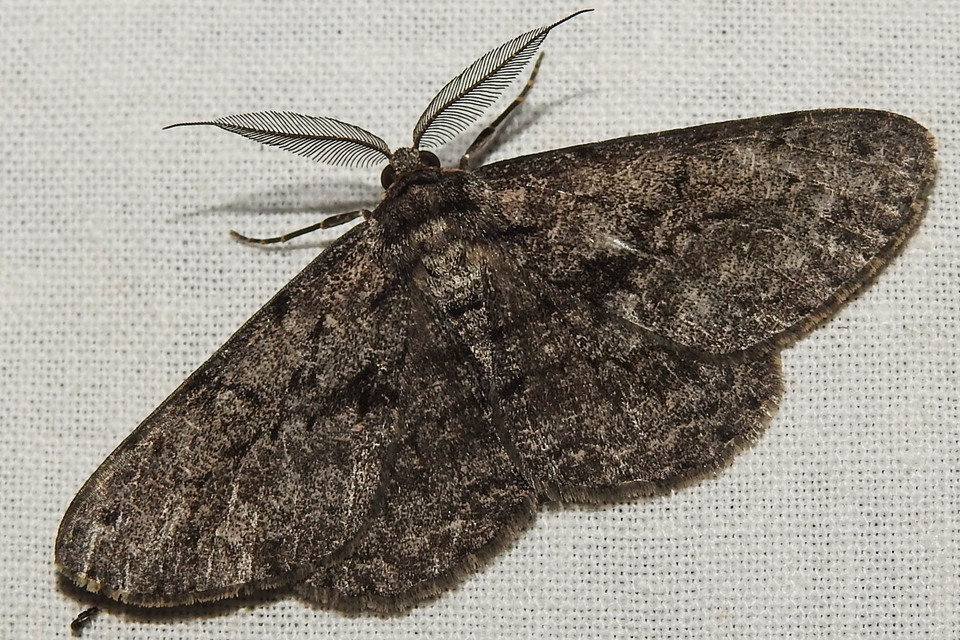 Hypomecis roboraria - nagy tölgyfaaraszoló