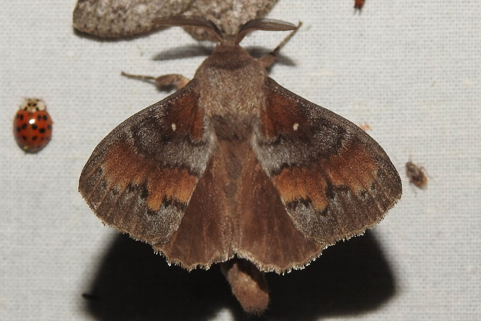 Dendrolimus pini - fenyőpohók