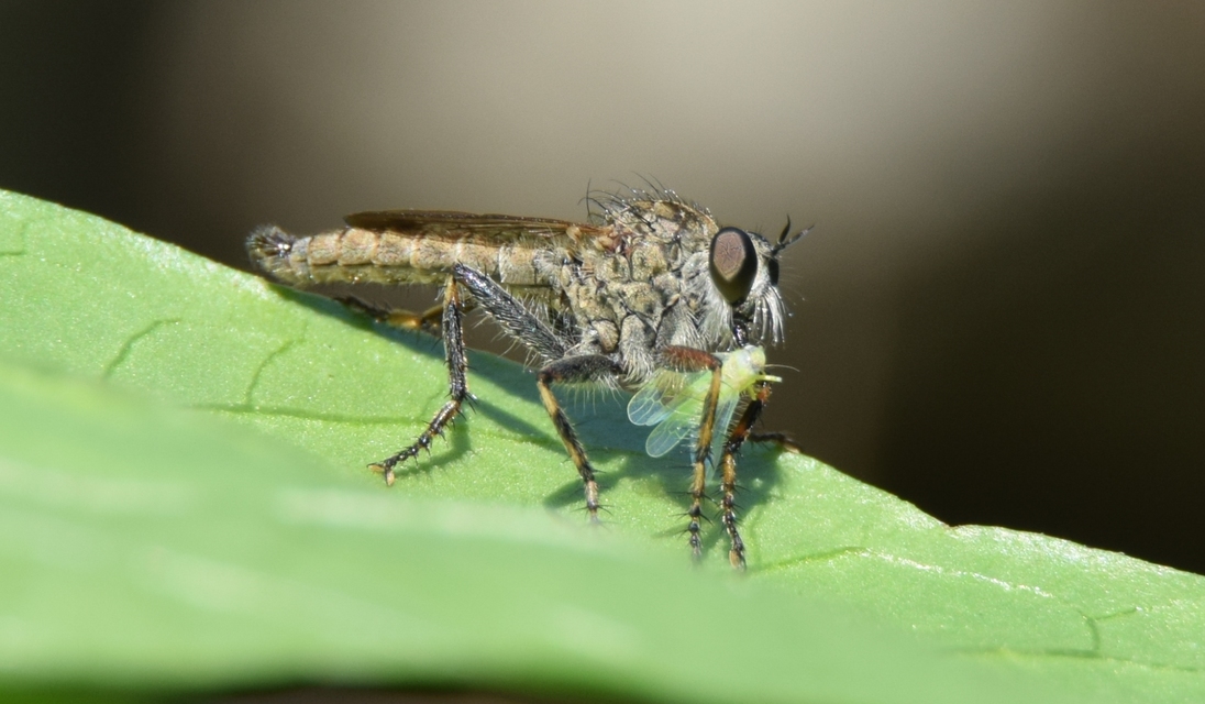Tolmerus cingulatus