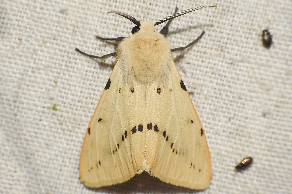 Spilarctia lutea - sárgás medvelepke
