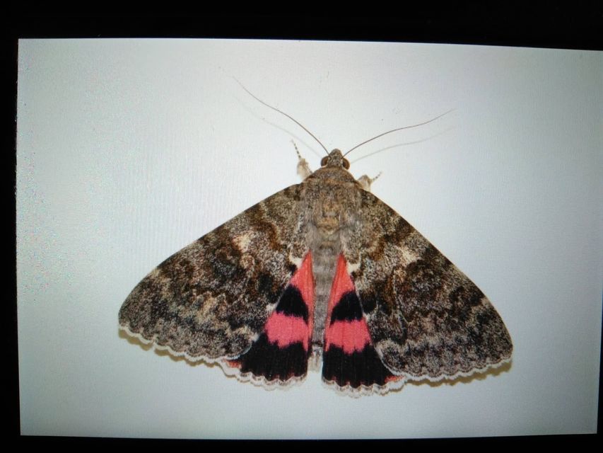 Catocala elocata - közönséges övesbagoly