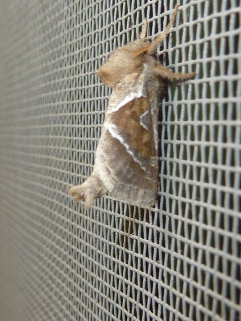 Triodia sylvina - kis gyökérrágólepke