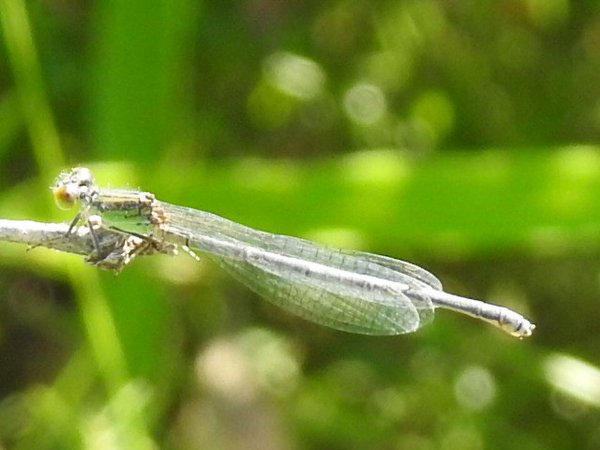 Erythromma viridulum - kis pirosszemű-légivadász