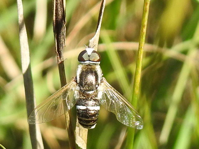 Micomitra iris