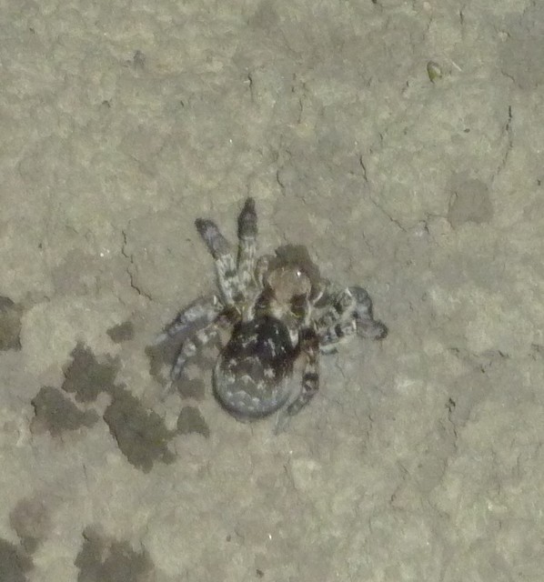 Lycosa singoriensis - szongáriai cselőpók