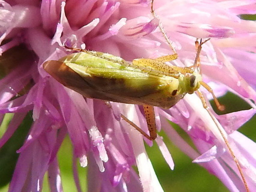 Closterotomus norwegicus - zöld mezeipoloska