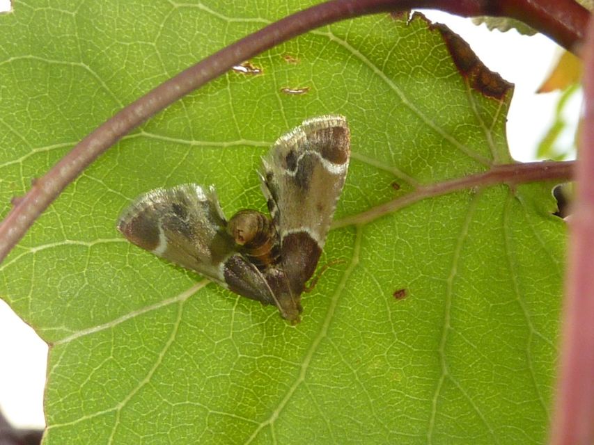 Pyralis farinalis - lisztilonca