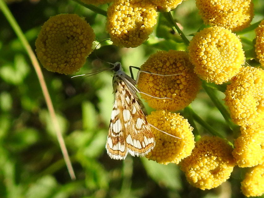 Elophila nymphaeata - tarka vízimoly