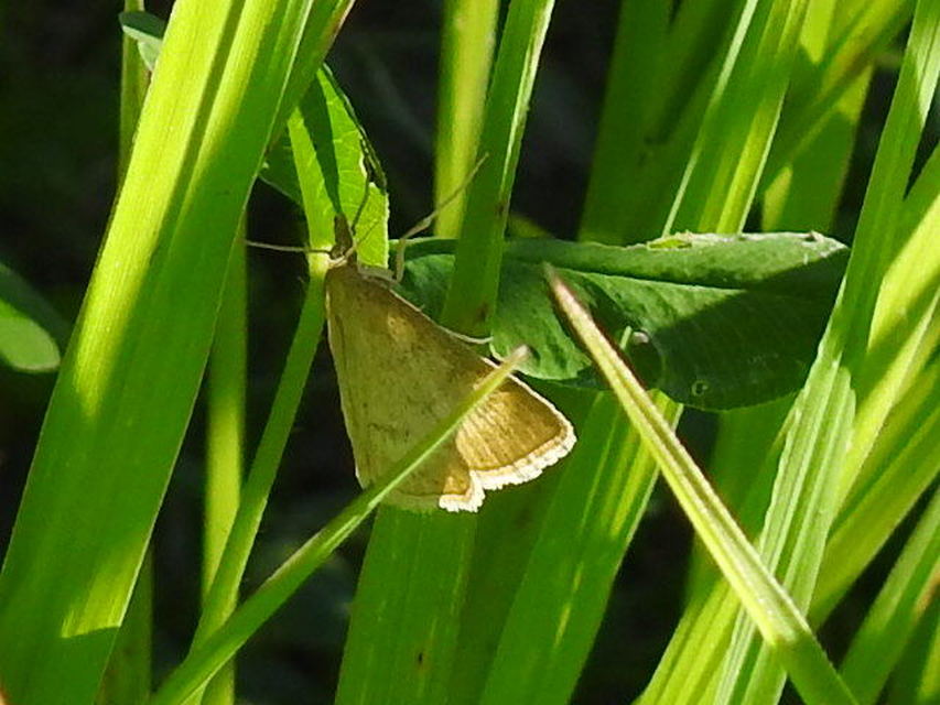 Sitochroa verticalis - világossárga dudvamoly