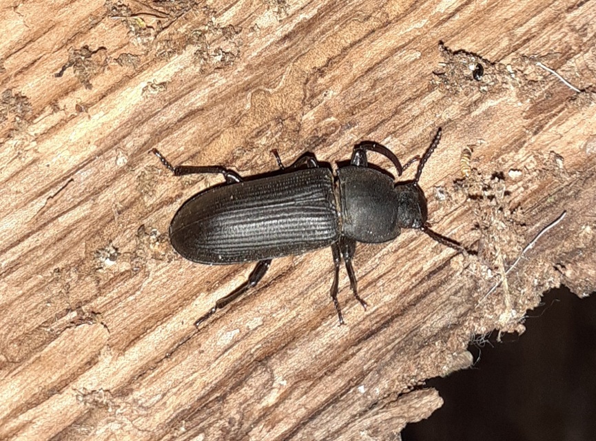 Tenebrio opacus - fogastorkú lisztbogár