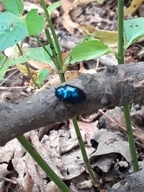 Chrysochus asclepiadeus - tündöklő méreggyiloklevelész