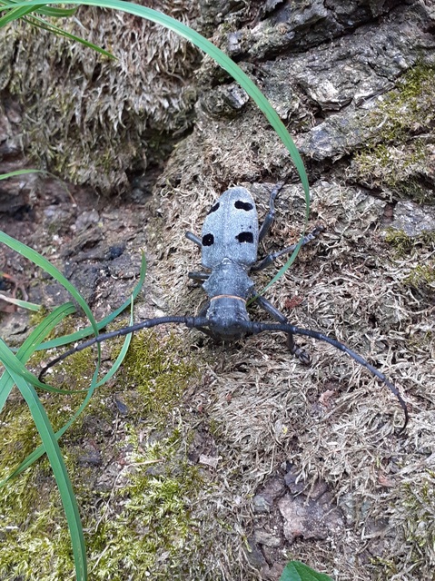 Morimus asper funereus - gyászcincér