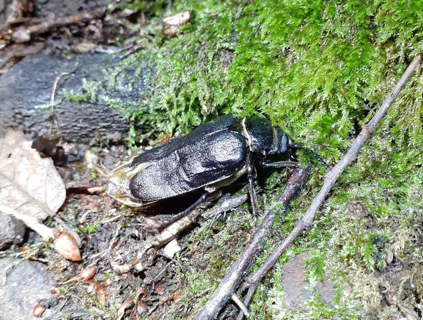 Prionus coriarius - csőszcincér