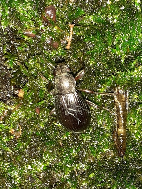 Stenomax aeneus - bronzos gyászbogár