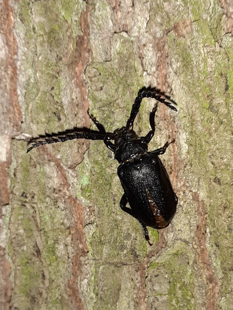 Prionus coriarius - csőszcincér