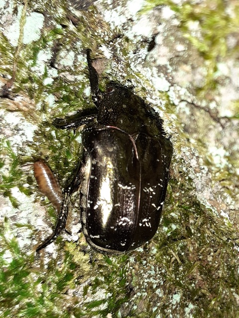 Protaetia marmorata - márványos virágbogár
