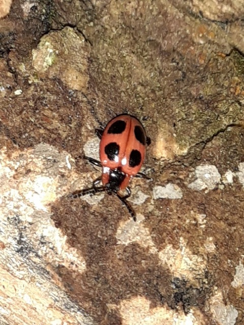 Endomychus coccineus - négypettyes álböde