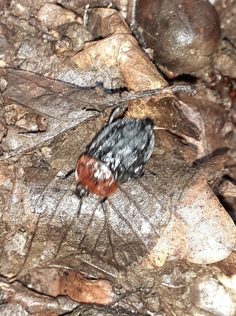 Oiceoptoma thoracicum - vörösnyakú dögbogár