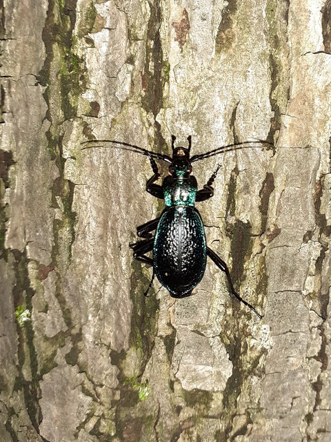 Carabus intricatus - kék laposfutrinka