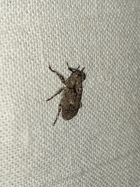 Gasterocercus depressirostris - laposorrú ormányos