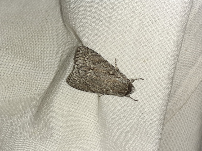 Acronicta aceris - vadgesztenye-szigonyosbagoly